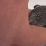 Fürdőző bébivombat robbantotta ma a cukiságbombát