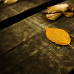 Háttérkép ajánló: Leaves Wallpaper