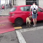 Jelentkezett a sofőr, aki majdnem elütött egy vakot, de szerinte a vakvezető kutya hibázott