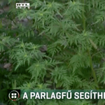A parlagfű miatt is több lehet a koronavírusos beteg