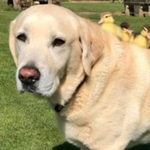 Fred, a labrador fogadta örökbe a kilenc kiskacsát