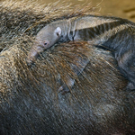 Látott már ilyen cuki bébihangyászt, mint ami most Budapesten született?