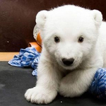 Elpusztult Knut, a híressé vált jegesmedve