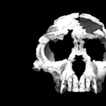 Kétségek a korai hominidával kapcsolatban