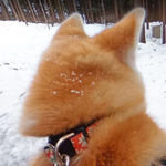 Kutyaszemmel nézheti a világot: itt a Google Dog View