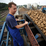 Új cukorgyár? Kockázatos vállalkozás