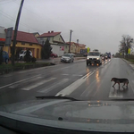 Ez a kutya olyan szabályosan közlekedik, hogy sokan példát vehetnének róla – videó