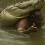 Videó: a krokodil az ember legjobb barátja