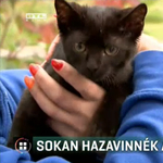 Vádat emeltek a pécsi állatkínzó ellen, aki fagyasztóba tett egy kismacskát
