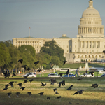 Tavaszi melegben karácsonyozhatnak a washingtoniak