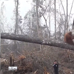 Drasztikusan kevesebb orangután él a malajziai olajpálma-ültetvények környékén