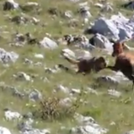 Videó: Elkergette a gidájára vadászó farkast a bátor őz