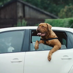 Videó: minden kutyához illik egy Volkswagen