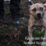 Állatviadalok szervezőire csapott le a rendőrség Nagykőrösön