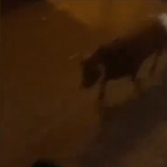 Szándékosan halálra gázoltak egy viadalról szökött bikát Spanyolországban – videó