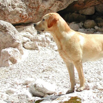 Labrador jelzi a vércukorszint változását 