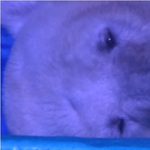 Az egész internet a depressziós jegesmedvét siratja, pedig segíteni lehetne – ide kattintson!