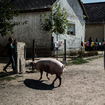 Megvonnák a családi pótlékot a „cigánytanyán"? - Nagyítás-fotógaléria