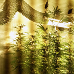 Egyszerű NAV-ellenőrzésnek indult, kannabiszfogás lett a vége