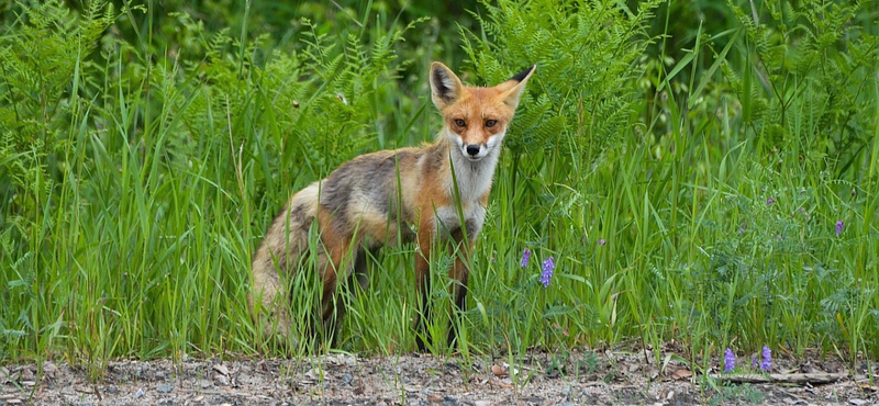 Kiszórják a rókacsalikat, oda kell figyelniük a kutyatartóknak