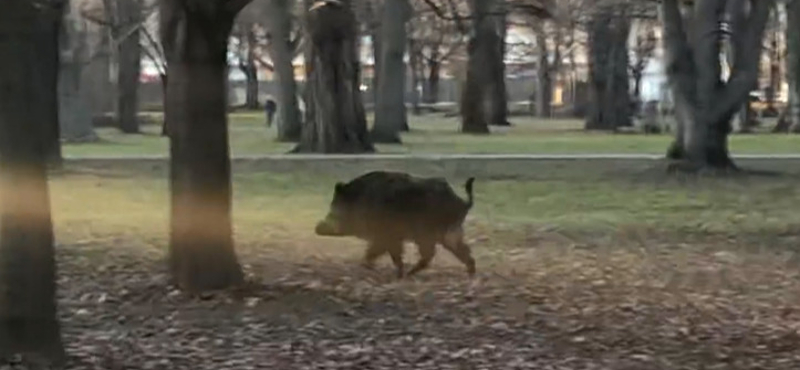Videóra vették a Margit-szigeten bóklászó vaddisznót