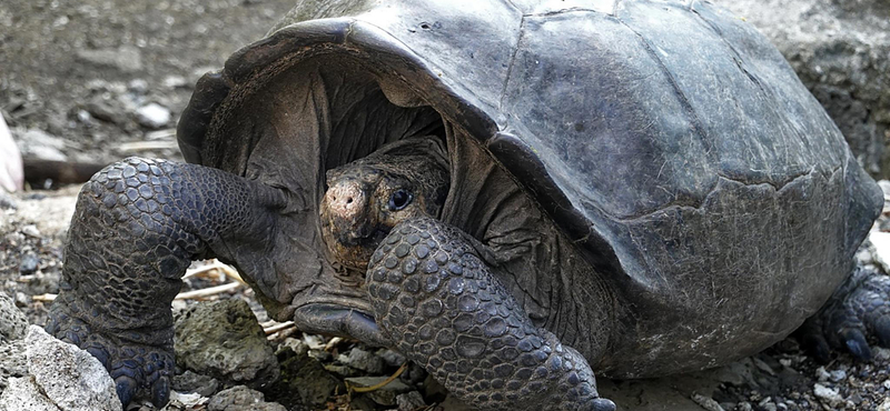 Ismeretlen fajhoz tartozhat közel 8 ezer teknős a Galápagos-szigeteken