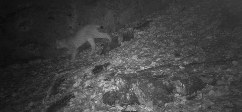 Megmutatta magát a kamerák előtt a börzsönyi hiúz