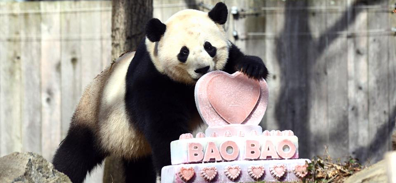 Különgépen utazik Kínába Pao Pao, a washingtoni panda
