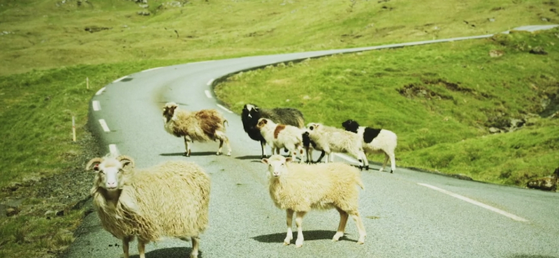 Videó: Így néz ki a levegőből kétezer birka terelése