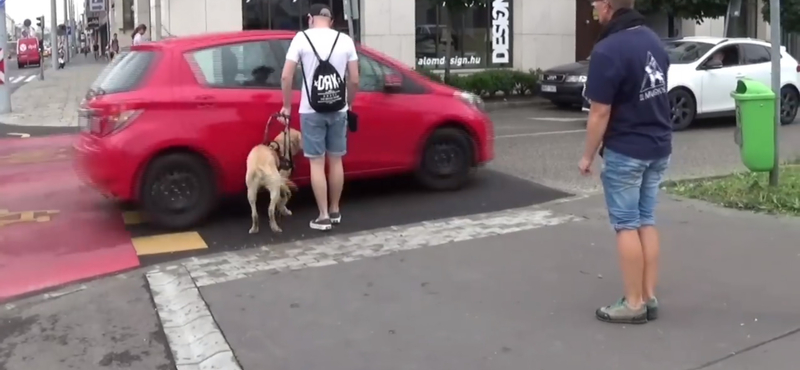 Kis híján elgázolták a vakvezető kutyát és gazdáját Budapesten - videó