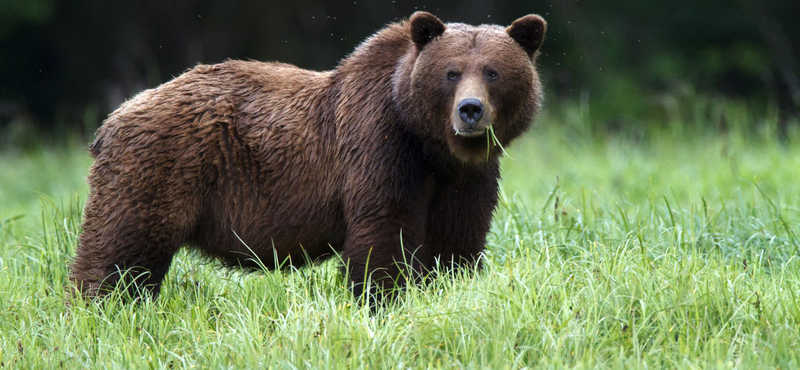 Grizzly végzett egy párral és a kutyájukkal egy kanadai nemzeti parkban