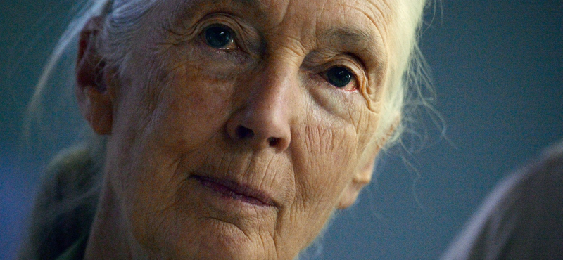 Jane Goodall is fellép a Sziget Nagyszínpadán