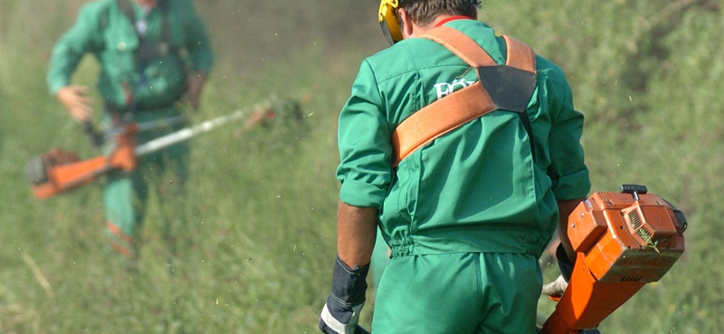 A meleg idővel megérkezett a pollenszezon is
