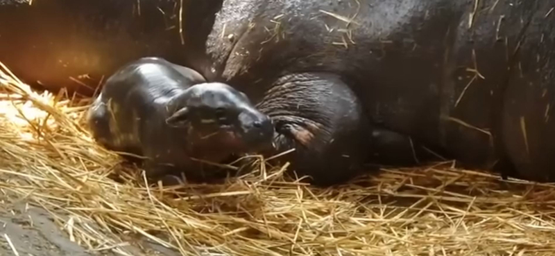 Törpevíziló született a Szegedi Vadasparkban, egy elbűvölő videót is megosztottak róla