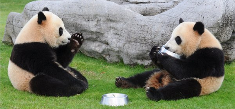 Panda aromával dúsítják a világ legdrágább teáját?