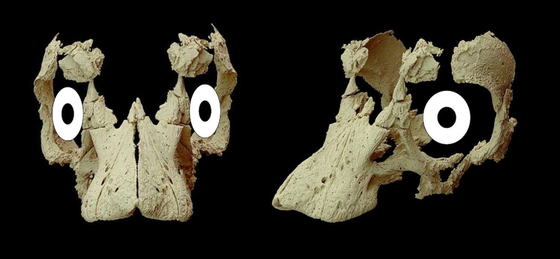 Meglepő állapotban találtak rá egy 80 millió éves titanoszaurusz-embrióra