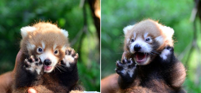 Hihetetlenül aranyos képek készültek az ország legkisebb pandájáról