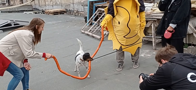 Szalagátrágást tartottak a Kétfarkúak kutyával és napocskával – videó