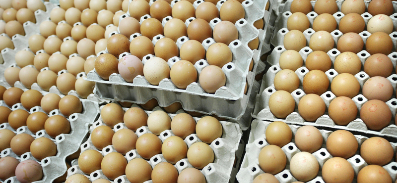 Ha a tojást eddig a hűtőajtón lévő tojástartóban tárolta, rosszul tette