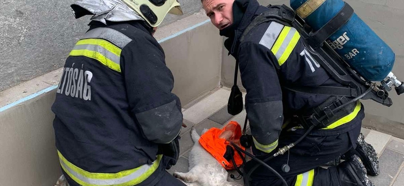 Lélegeztetéssel mentették meg egy macska életét a tűzoltók
