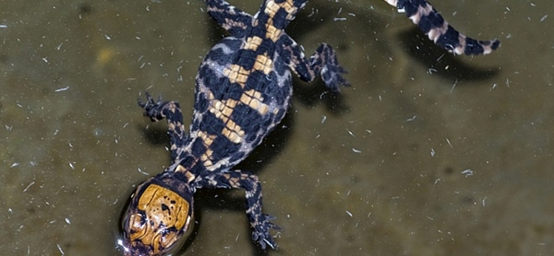 Tompaorrú krokodilok keltek ki a Szegedi Vadasparkban