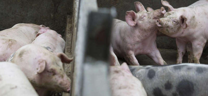 Közel kétezer sertés pusztult el Alsómocsoládon