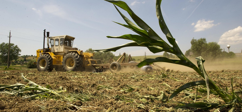 GMO-botrány: ki nyerhet a betárcsázással?