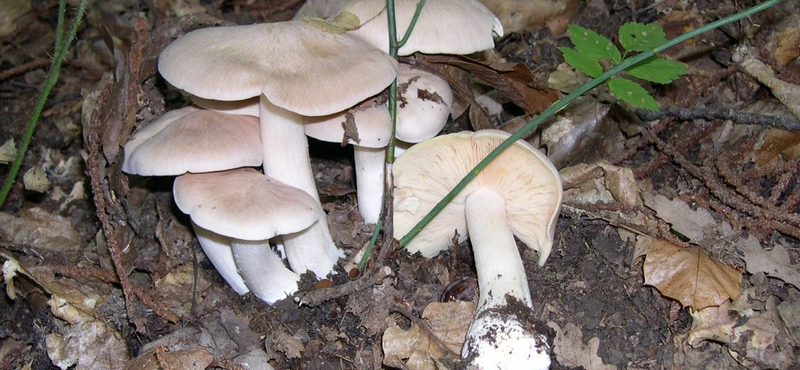 Döggomba okozta a zalaegerszegi mérgezéseket