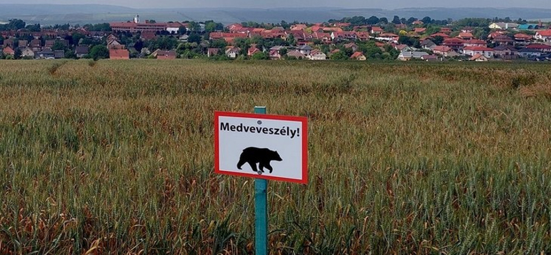 Medve jár Nógrád megyében, egy kirándulók által kedvelt környéken