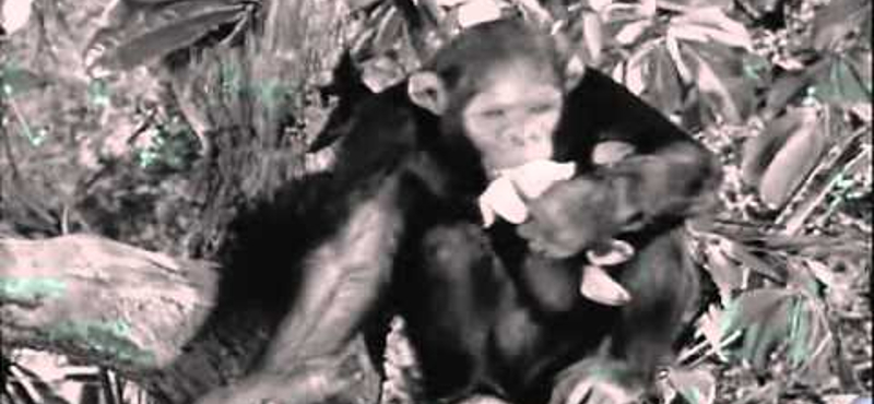 Meghalt Csita, a Tarzan-filmek csimpánza