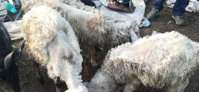 Szörnyű körülmények között tartottak állatokat egy isaszegi háznál