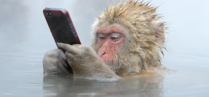 Látott már ilyen iPhone-tolvajt?