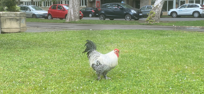 Súlyosan bántalmazták Sanyit, Békéscsaba közkakasát, most az életét próbálják megmenteni