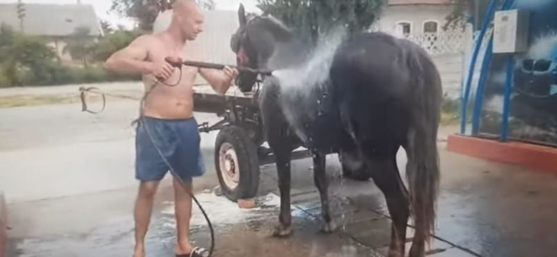 Autómosóban hűsítettek egy lovat Romániában – videó